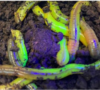 Tauwürmer-UV Fluoreszierend ( Nur Abholung )