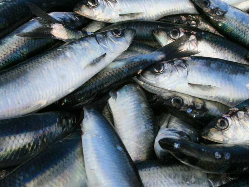 Heringe gefrorener Köderfisch ( Nur Abholung )