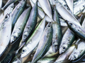 Makrelen gefrorener Köderfisch ( Nur Abholung )