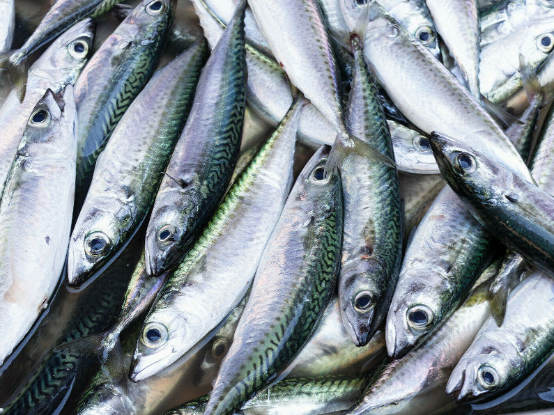 Makrelen gefrorener Köderfisch ( Nur Abholung )