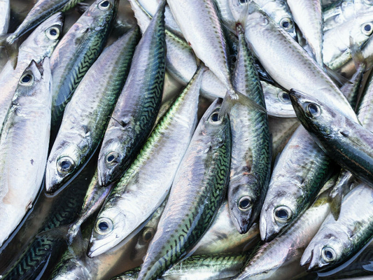 Makrelen gefrorener Köderfisch ( Nur Abholung )