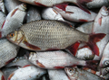 Rotauge gefrorener Köderfisch ( Nur Abholung )