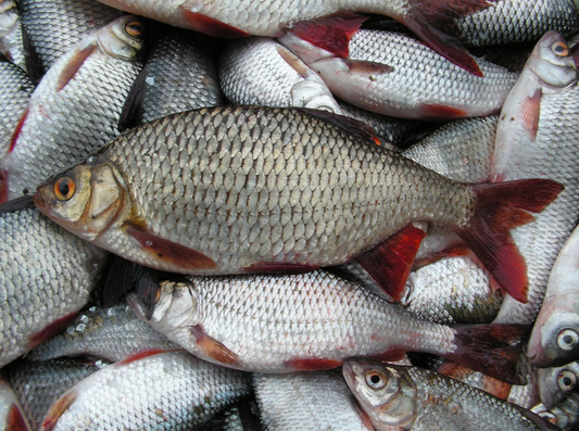 Rotauge gefrorener Köderfisch ( Nur Abholung )