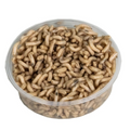 Can of maggots 125 ccm (Collection only)