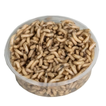 Can of maggots 125 ccm (Collection only)