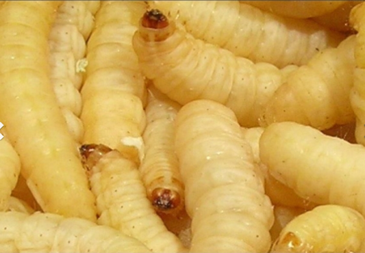 Bee larvae 1 can (pickup only)