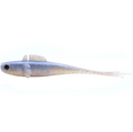 LureJunks – Weepin 20.5cm I 33g