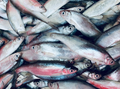 Ukelei gefrorener Köderfisch ( Nur Abholung )